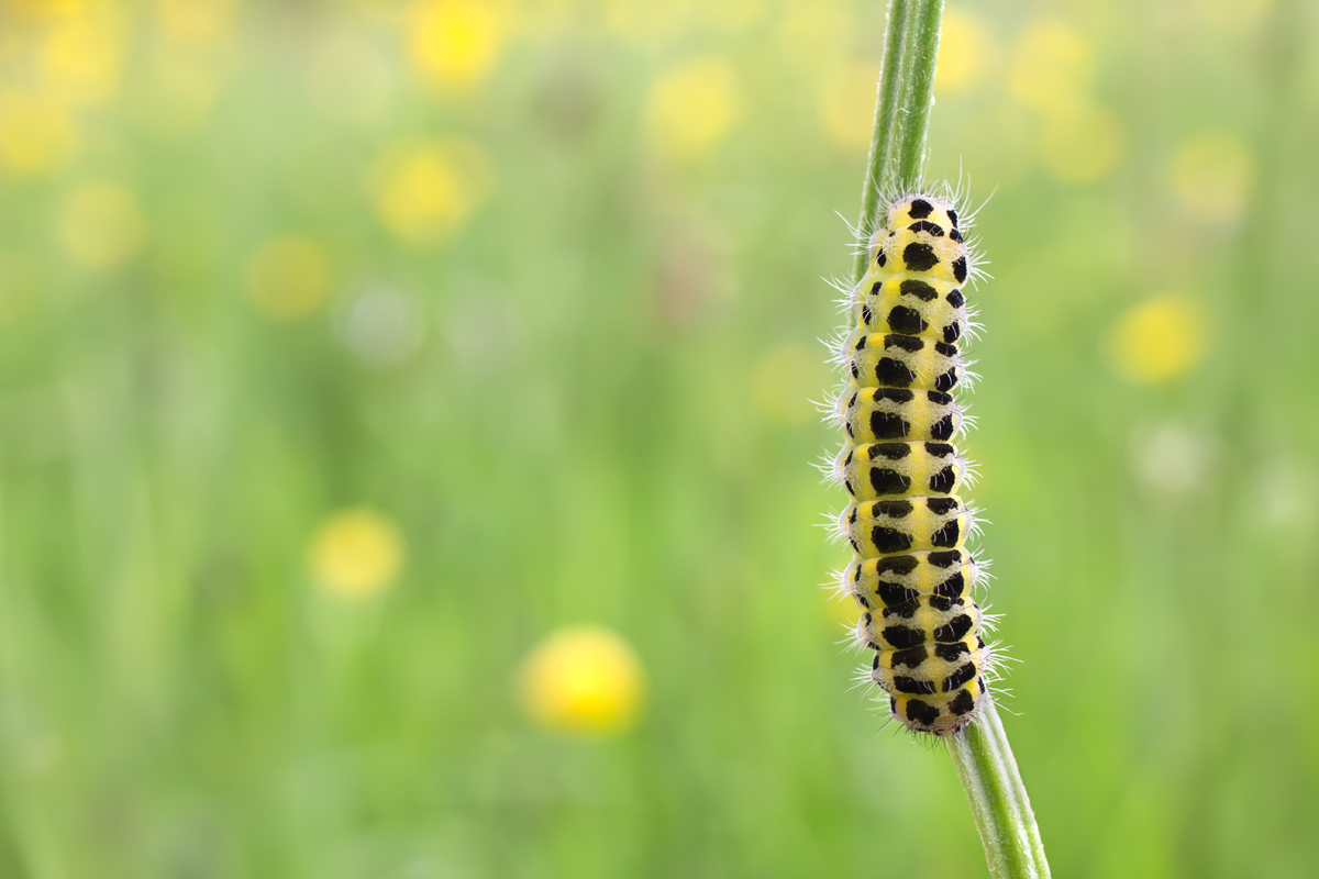 Burnet Moth Caterpillar 1